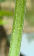  Stem